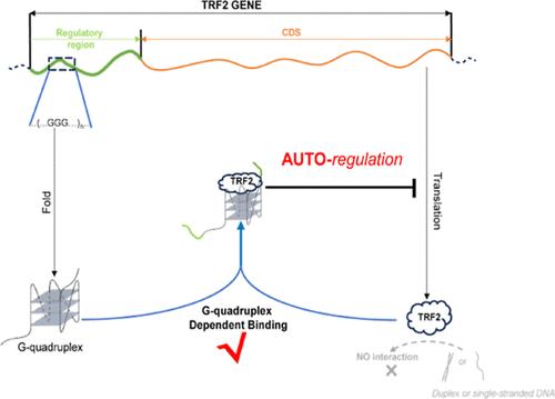 Autoregulation of TRF2 through G-Quadruplex-Specific Interaction between the Gene and N-Terminal Domain of the Protein