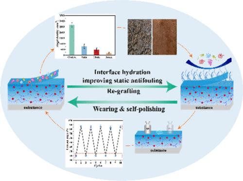 Robust Hydration Effects in Self-Polishing Coatings for an Enhanced Static Antifouling Performance
