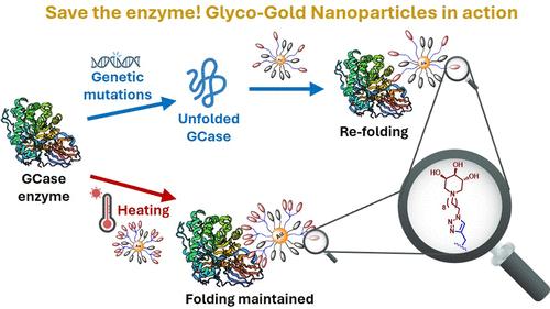 Multivalent GCase Enhancers: Synthesis and Evaluation of Glyco-Gold Nanoparticles Decorated with Trihydroxypiperidine Iminosugars
