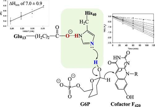 Evidence of a Catalytic Dyad in F420-Dependent Glucose-6-phosphate Dehydrogenase from Mycobacterium tuberculosis