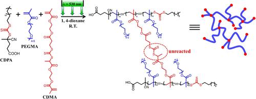 Degradable and Chain Extendable Segmented Hyperbranched Copolymers by Wavelength-Selective Photoiniferter Polymerization Using a Trithiocarbonate-Derived Dimethacrylate