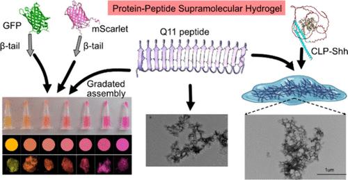 Assembly of Recombinant Proteins into β-Sheet Fibrillating Peptide-Driven Supramolecular Hydrogels for Enhanced Diabetic Wound Healing