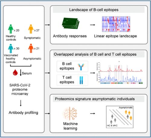 Proteome-Wide Analysis of Antibody Responses in Asymptomatic Omicron BA.2-Infected Individuals at the Amino Acid Resolution