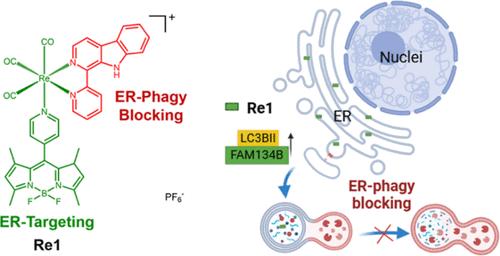 Theranostic Rhenium(I)-Based ER-Phagy Retardant Promotes Immunogenic Cell Death