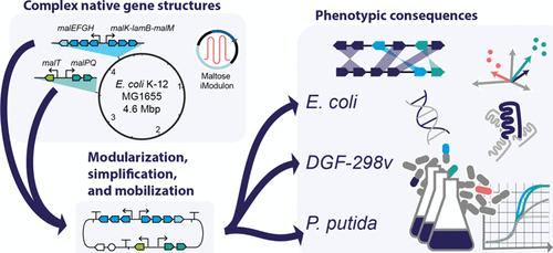 Restructuring a Complex Genetic Function on Episomal Vectors in Escherichia coli