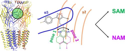Ligand Binding and Functional Effect of Novel Bicyclic α5 GABAA Receptor Negative Allosteric Modulators