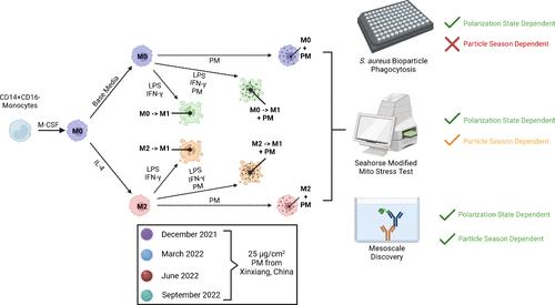 Human Monocyte-Derived Macrophages Demonstrate Distinct Responses to Ambient Particulate Matter in a Polarization State- and Particle Seasonality-Specific Manner