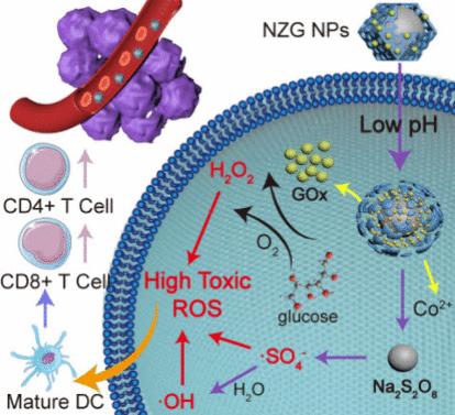 Nanogenerators Supplying Highly Toxic Reactive Oxygen Species for Antitumor Therapy and Immune Activation