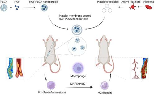 Platelet Membrane-Coated HGF-PLGA Nanoparticles Promote Therapeutic Angiogenesis and Tissue Perfusion Recovery in Ischemic Hindlimbs