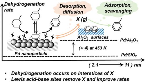 Elementary Steps, Site Requirements, and Support Effects in Methylcyclohexane Dehydrogenation Reactions on Dispersed Pd Nanoparticles