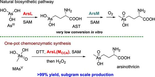 One-Pot Chemoenzymatic Synthesis of Arsinothricin and the Mechanistic Insights into the Noncanonical Radical SAM Enzyme ArsL