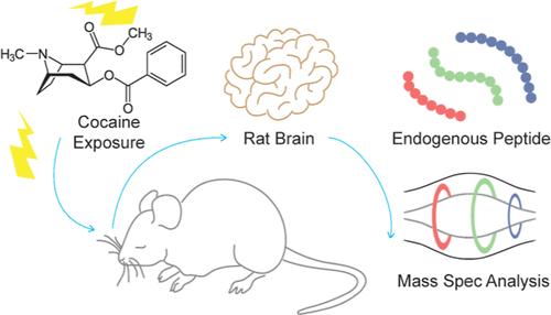 Cocaine-Induced Remodeling of the Rat Brain Peptidome: Quantitative Mass Spectrometry Reveals Anatomically Specific Patterns of Cocaine-Regulated Peptide Changes