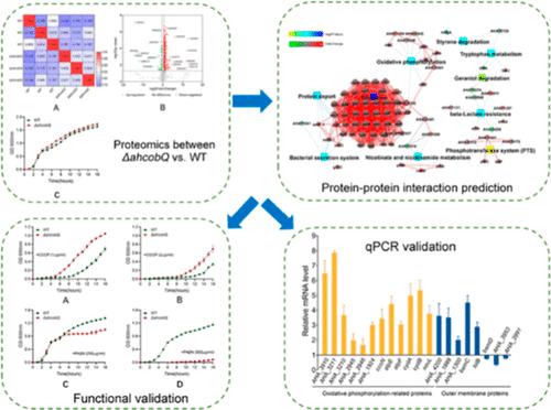 Proteomic Insights into the Regulatory Role of CobQ Deacetylase in Aeromonas hydrophila