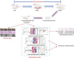Effect of bisphenol F on reproductive function in F1 generation male mice and its potential mechanisms