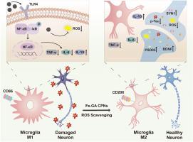 Ultrasmall iron-gallic acid coordination polymer nanoparticles for scavenging ROS and suppressing inflammation in tauopathy-induced Alzheimer's disease