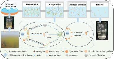 Enhanced removal characteristics of Raphidiopsis raciborskii and dissolved organic matter by a novel preozonation-coagulation/ozonation process using micro-nano bubbles