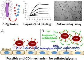 Characterization of heparin interactions with Clostridioides difficile toxins and its potential as anti-CDI therapeutics