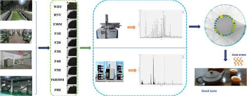 Analysis of changes in flavor characteristics of congou black tea at different fermentation degrees under industrial production conditions using flavor compound weighted network co-expression method