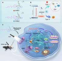 Synergistic photoinduction of ferroptosis and apoptosis by a mitochondria-targeted iridium complex for bladder cancer therapy