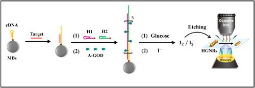 Hybridization chain reaction and magnetic beads-assisted highly sensitive detection of microRNA-21 with helical gold nanorods as dark-filed light scattering optical probe