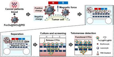 A microfluidic chip incorporating magnetic sorting and invasive separation for isolation, culture and telomerase analysis of circulating tumor cells