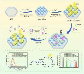 A novel protein corona-induced aggregation-ECL strategy based on poly-l-cys/Cu NCs for detecting microplastics in water