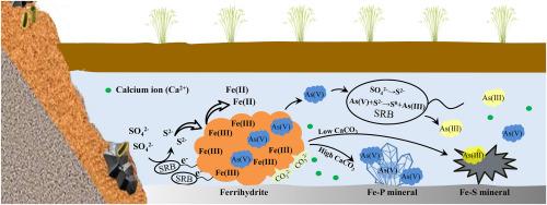 Influence of calcium carbonate on ferrihydrite bio-transformation and associated arsenic mobilization/redistribution