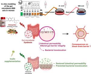 Effects of Chlorpyrifos on gut dysbiosis and barriers integrity in women with a focus on pregnancy and prebiotic intervention: Insights from advanced in vitro human models