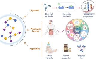 Review on bioproduction of sialylated human milk oligosaccharides: Synthesis methods, physiologic functions, and applications