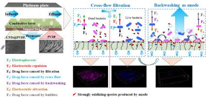 Mitigation of irreversible membrane biofouling by CNTs-PVDF conductive composite membrane