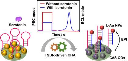 Combination of exciton-plasmon interaction and programmable DNA cyclic amplification for electrochemiluminescence/photoelectrochemical sensing of serotonin