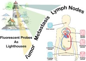 Lighthouses illuminating tumor metastasis: The application of fluorescent probes in the localization and imaging metastatic lymph nodes across various tumors