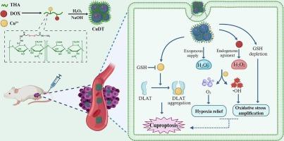 Hyaluronan-decorated CuO2-doxorubicin nanodot clusters for targetedly sensitizing cuproptosis in breast cancer via a three-pronged strategy