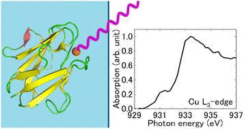 Electronic structures of blue copper centers of amicyanin and azurin in the solution state†