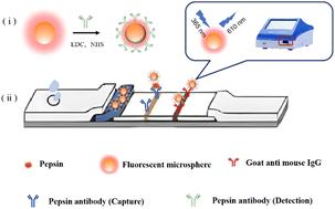 A rapid and highly sensitive fluorescence immunochromatographic test strip for pepsin detection in human hypopharyngeal saliva†
