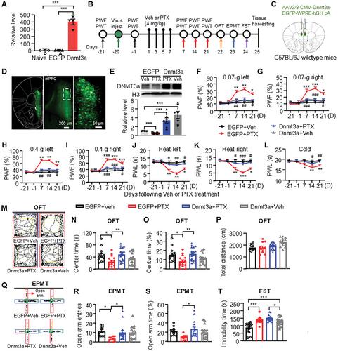 DNMT3a Downregulation Ttriggered Upregulation of GABAA Receptor in the mPFC Promotes Paclitaxel-Induced Pain and Anxiety in Male Mice