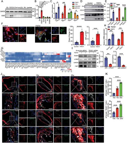 TEAD1-Mediated Trans-Differentiation of Vascular Smooth Muscle Cells into Fibroblast-Like Cells Contributes to the Stabilization and Repair of Disrupted Atherosclerotic Plaques