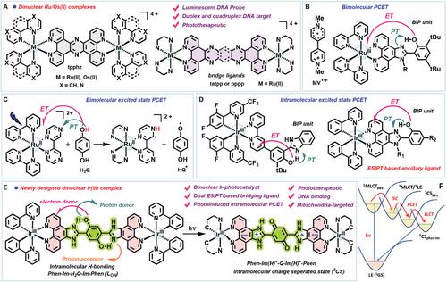 Exploring Excited-State Intramolecular Proton-Coupled Electron Transfer in Dinuclear Ir(III)-Complex via Covalently Tagged Hydroquinone: Phototherapy Through Futile Redox Cycling