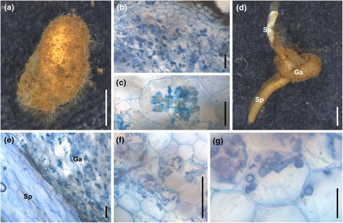 Drastic mycorrhizal community shifts in Sceptridium ferns during the generation transition from fully mycoheterotrophic gametophytes to photosynthetic sporophytes