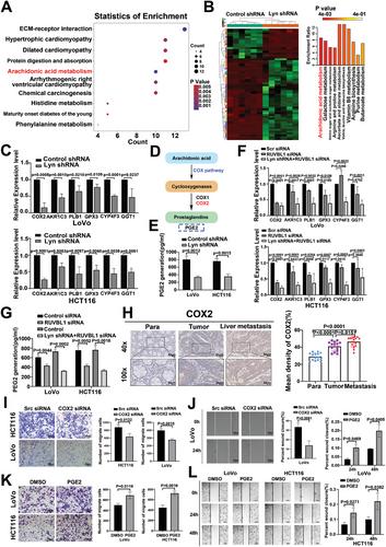 The Lyn/RUVBL1 Complex Promotes Colorectal Cancer Liver Metastasis by Regulating Arachidonic Acid Metabolism Through Chromatin Remodeling