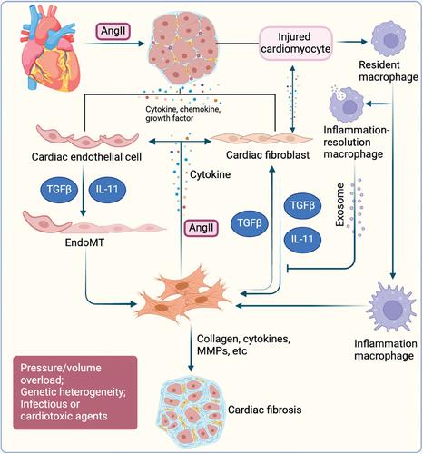 Targeting Fibrosis: From Molecular Mechanisms to Advanced Therapies