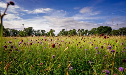 Hay meadows in the High Weald of Sussex