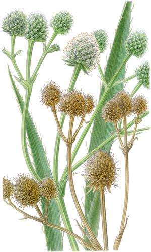 1084. Eryngium yuccifolium Michx