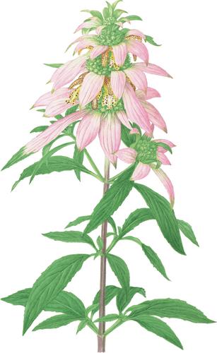1085. Monarda punctata L.