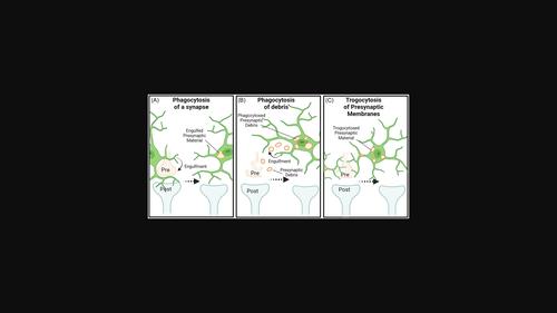 Microglia: Activity-dependent regulators of neural circuits