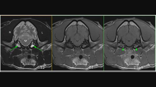 Prevalence of middle ear effusion in French bulldogs without clinical signs of otic disease: A retrospective study of magnetic resonance imaging (2017-2022).