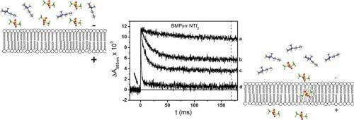 Use of bacterial photosynthetic vesicles to evaluate the effect of ionic liquids on the permeability of biological membranes