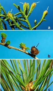 Redescriptions of three Japanese conifer-infesting gall midges (Diptera: Cecidomyiidae) described by M. Inouye, with description of a new genus for Aschistonyx eppoi