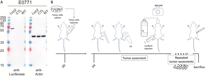 Fast Ultrasound Scanning is a Rapid, Sensitive, Precise and Cost-Effective Method to Monitor Tumor Grafts in Mice.