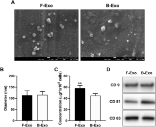 Exosomes Secreted During Myogenic Differentiation of Human Fetal Cartilage-Derived Progenitor Cells Promote Skeletal Muscle Regeneration through miR-145-5p.